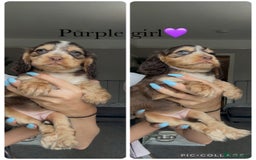Cocker Spaniel dogs for sale: Show cocker spaniel (chocolate sable) - Image 8