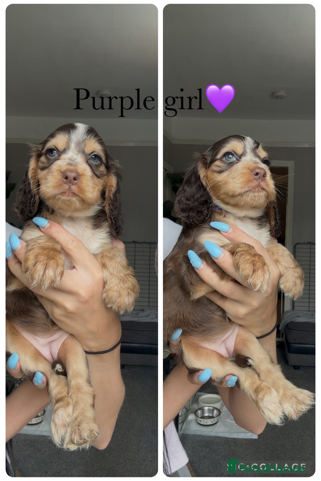 Cocker Spaniel dogs for sale: Show cocker spaniel (chocolate sable) - Image 8