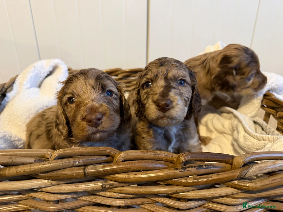 Cockapoo dogs for sale: Cockapoo puppies for sale  - Advert 2