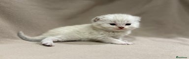 British Shorthair Kitten 3