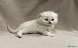 British Shorthair cats for sale: British shorthair kittens TICA ready NOW  - Image 10