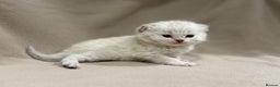 British Shorthair cats for sale: British shorthair male seal point LAST ONE TICA - Advert 8