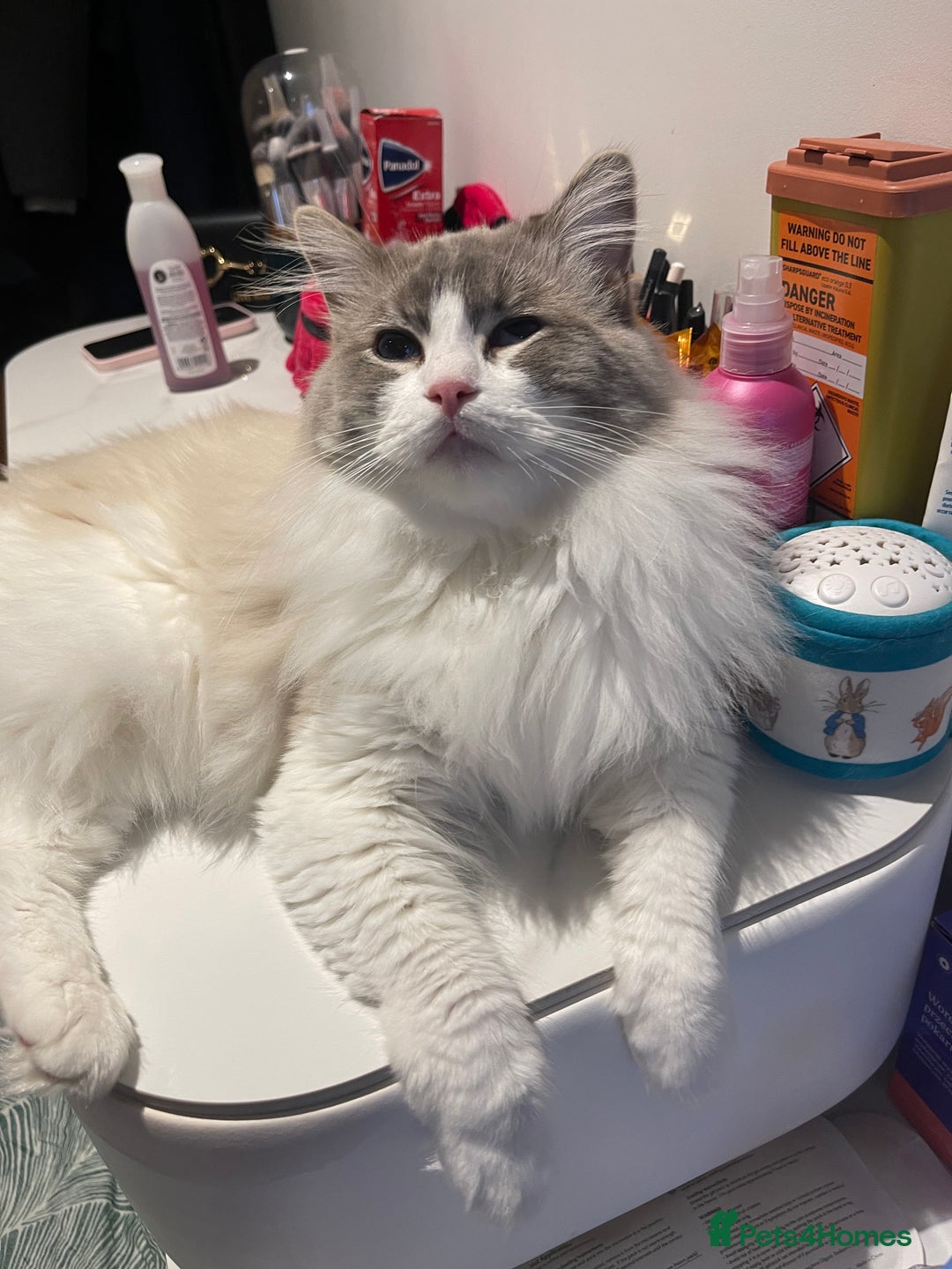 Ragdoll cats for sale: Beautiful Ragdoll kitten  - Image 13