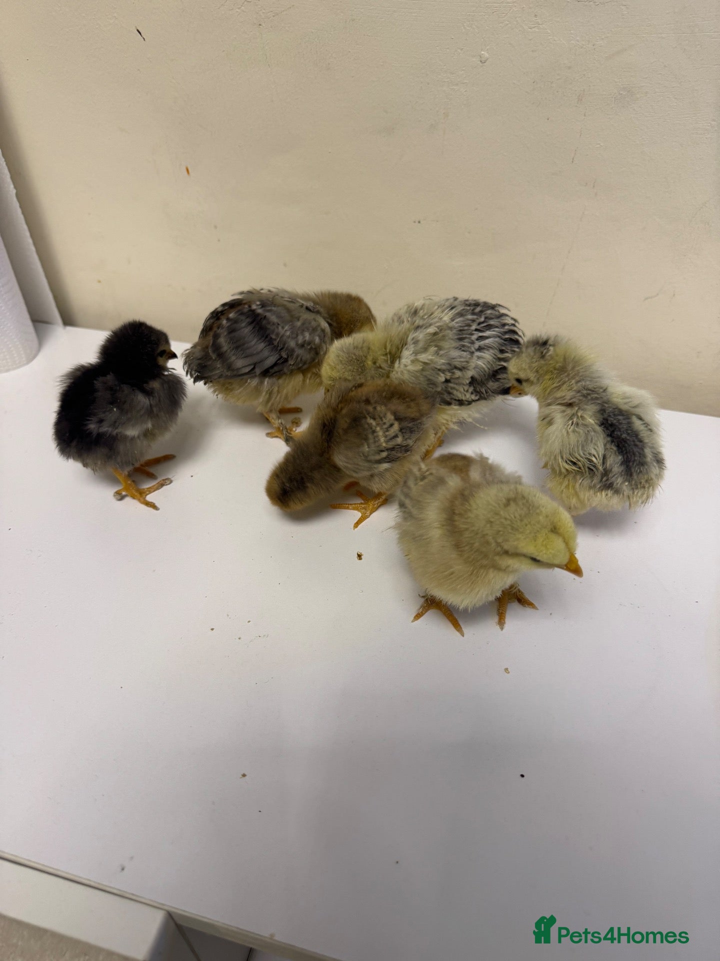 Chickens poultry Chicks - Advert 12