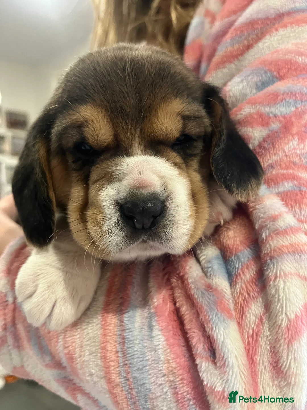 Beagle dogs for sale: Pedigree Beagle Puppies – Ready 7th February 2026  - Advert 1