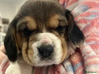 Beagle dogs Pedigree Beagle Puppies – Ready 7th February 2026 - Advert 4