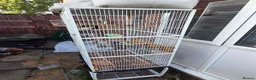 Budgerigars birds for sale: Pair budgies  - Advert 1