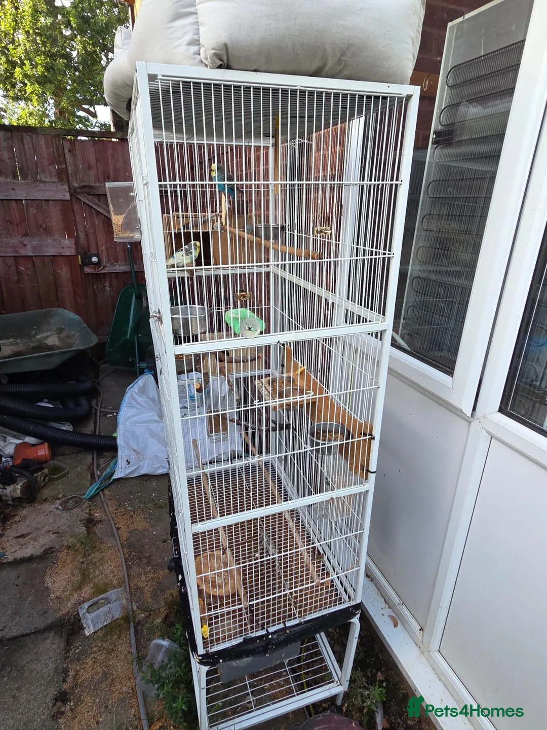 Budgerigars birds for sale: Pair budgies  - Advert 1