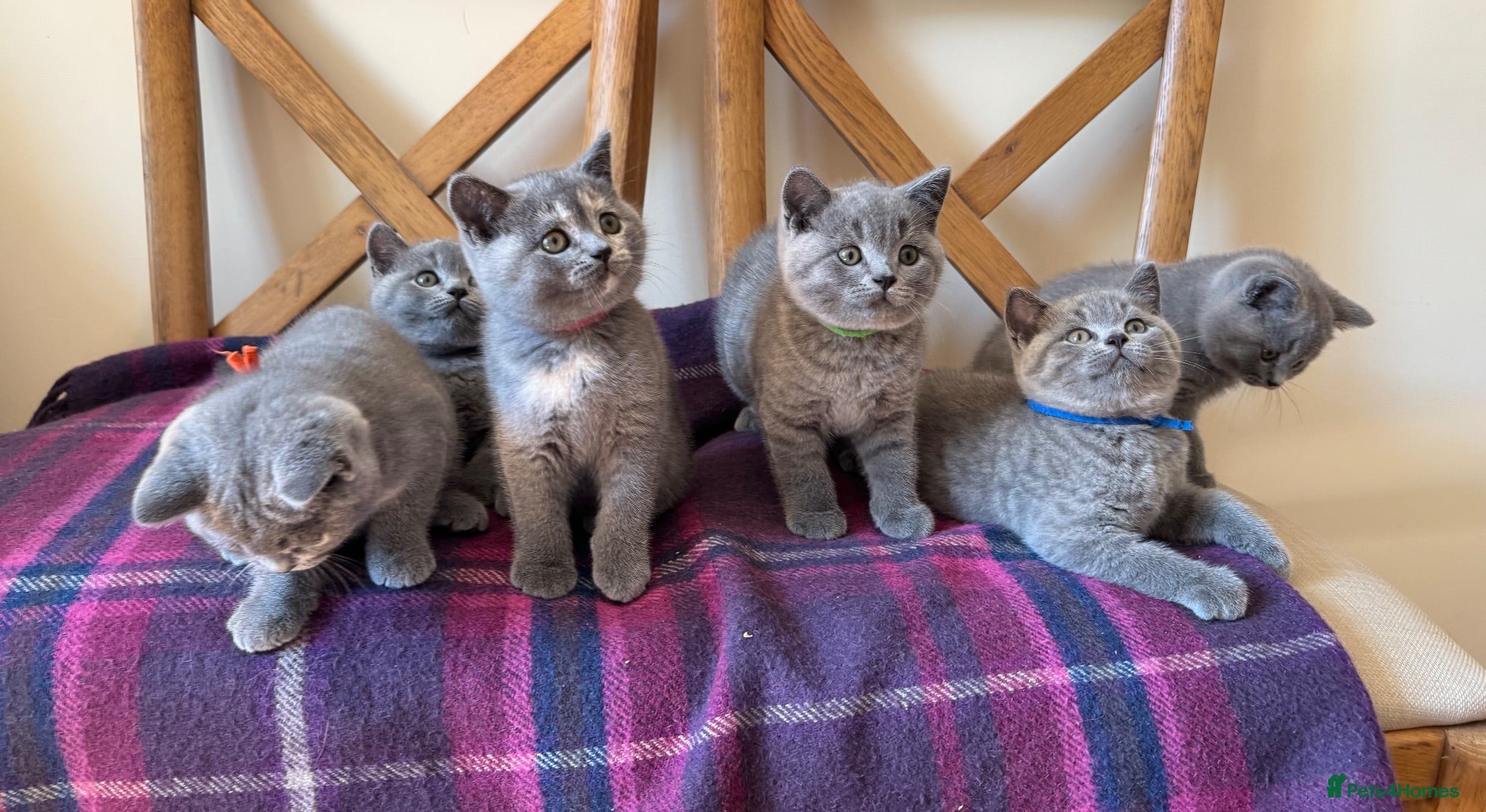 British Shorthair cats Imperial Grand Champion Sired British Shorthair  - Advert 2