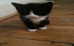 Bombay cats for sale: 3 kittens for sale - Image 3