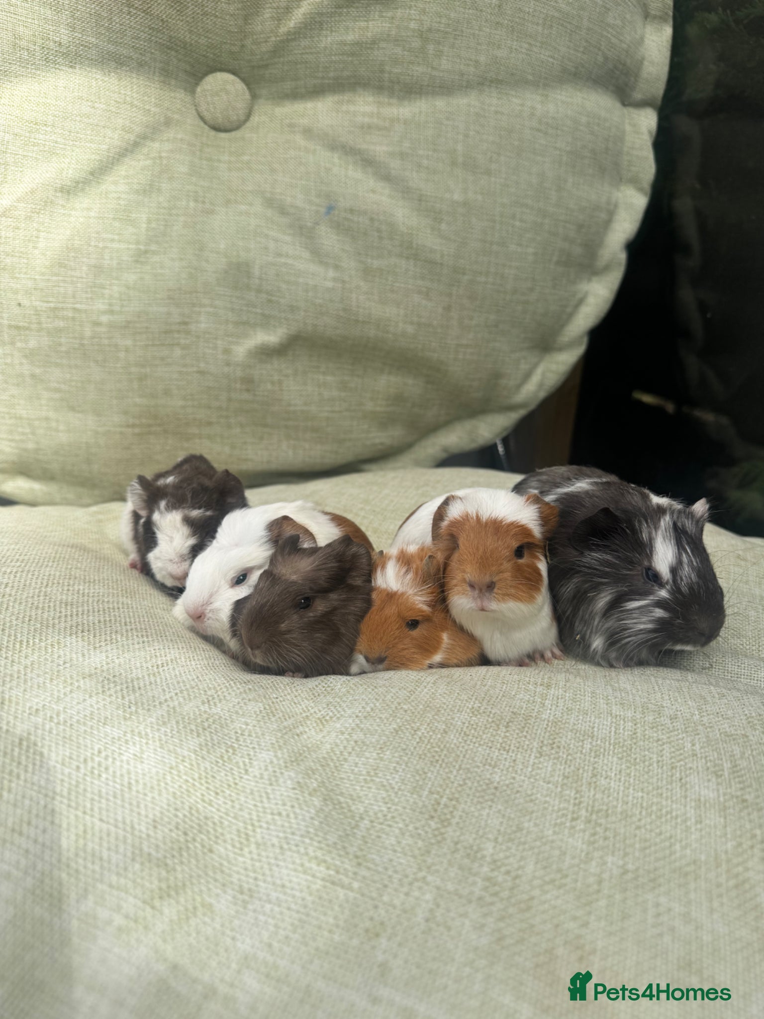 Guinea Pig rodents for sale: Baby guinea pigs  - Advert 1