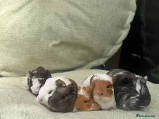 Guinea Pig rodents Baby guinea pigs - Advert 17