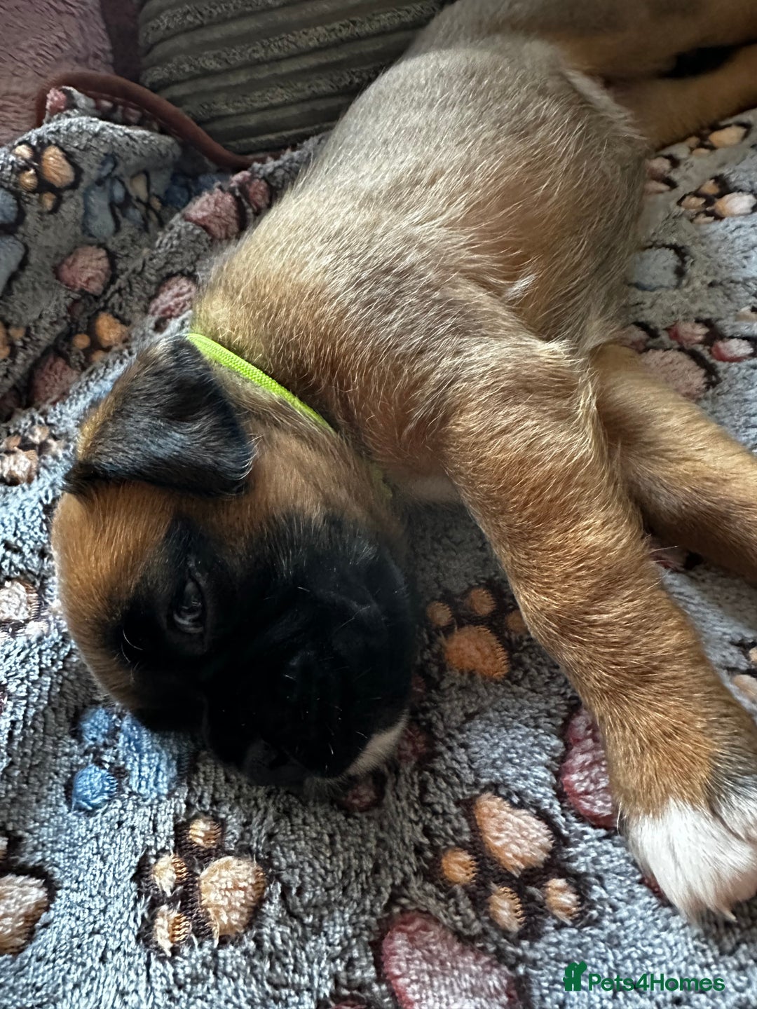 Boxer dogs for sale: Boxer Puppies KC registered  - Image 31