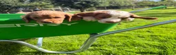 Cocker Spaniel dogs for sale: Beautiful Cocker Spaniel Pups Looking for Homes in Barnstaple - Advert 9