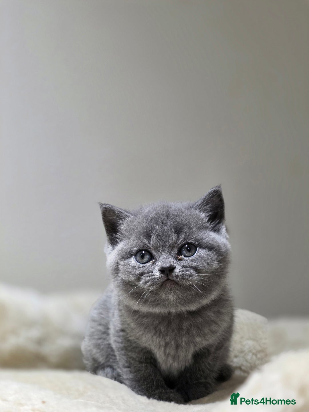Scottish Fold cats for sale: 3 beautiful female scottish fold & straights 😍🎀 - Advert 18