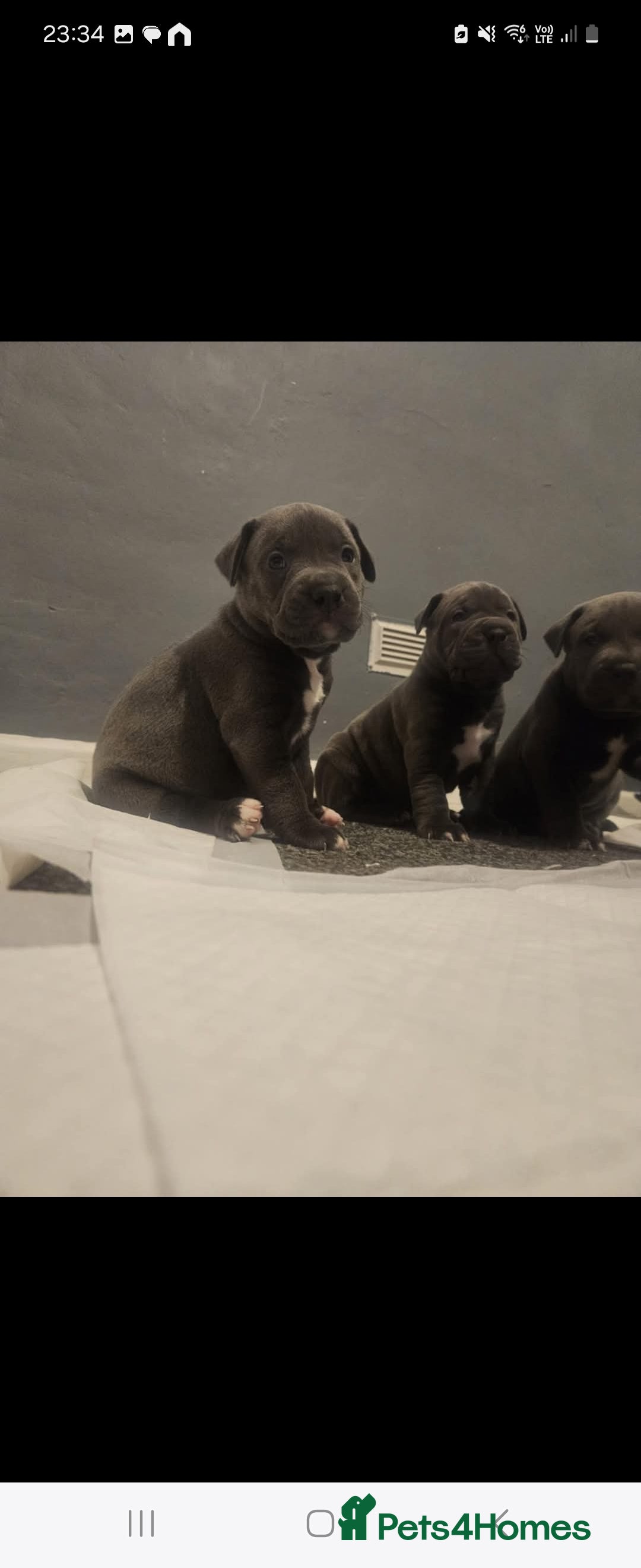 Mixed Breed dogs for sale: Staffy cross pups for sale  - Image 19