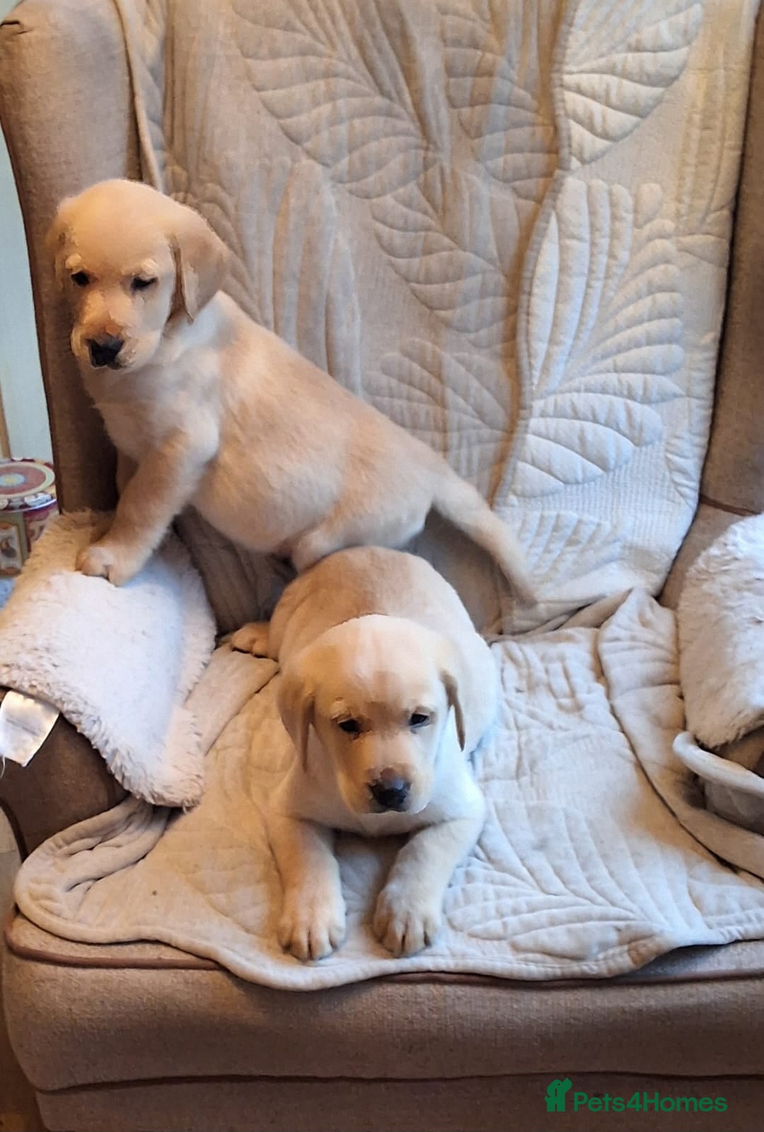 Goldador dogs for sale: Goldador puppies  - Advert 14