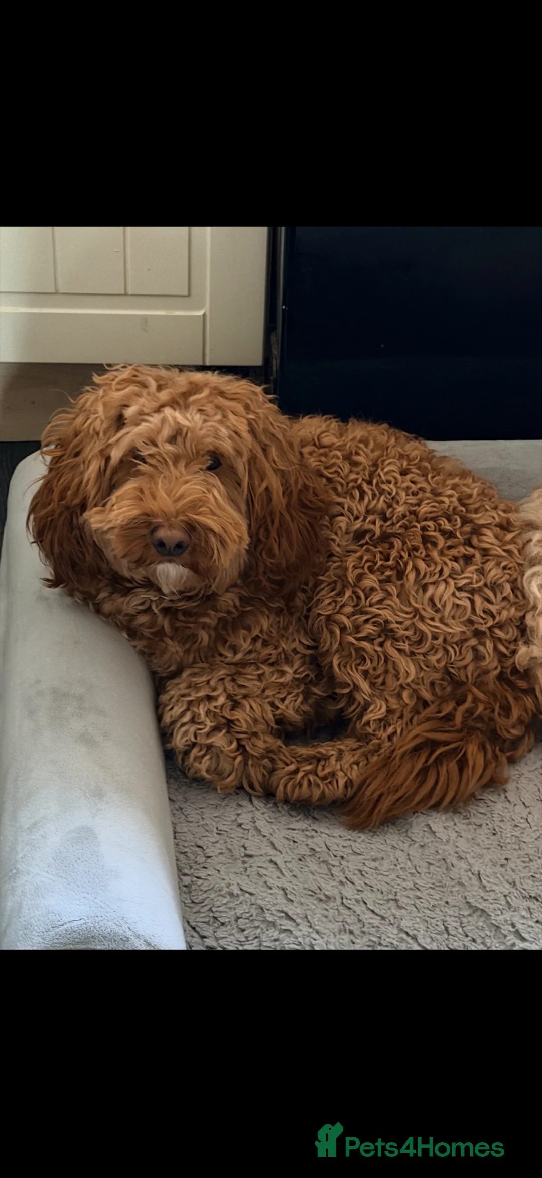 Cockapoo dogs for sale: 1.5 year old Cockapoo - Advert 6