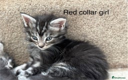Maine Coon cats for sale: TICA & Council licensed white/black Maine Coons - Image 6