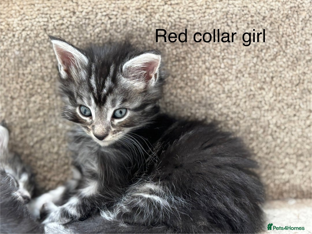 Maine Coon cats for sale: TICA & Council licensed white/black Maine Coons - Image 6