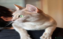 Savannah cats for sale: Stunning Savannah cats for sale - Image 12