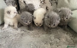 British Shorthair cats for sale: Full breed British short hair - Image 3