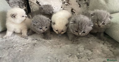 British Shorthair cats - Advert 7