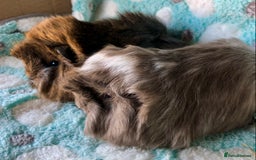 Guinea Pig rodents for sale: Baby longhaired Peruvian boys - Advert 1