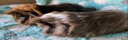 Guinea Pig rodents for sale: Baby longhaired Peruvian boys Reserved - Advert 1