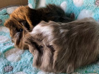 Guinea Pig rodents Baby longhaired Peruvian boys Reserved - Advert 20