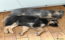 German Shepherd dogs for stud: KC health tested isabella german shepherd for stud - Advert 11