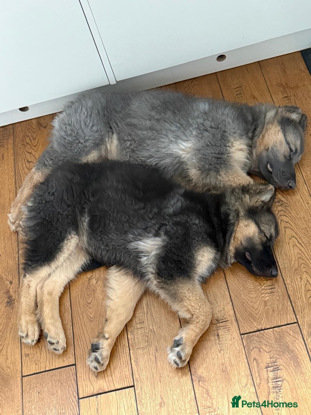 German Shepherd dogs for stud: KC health tested isabella german shepherd for stud - Advert 11