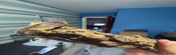 Gecko reptiles for sale: CRESTED GECKOS £80 each  - Advert 16