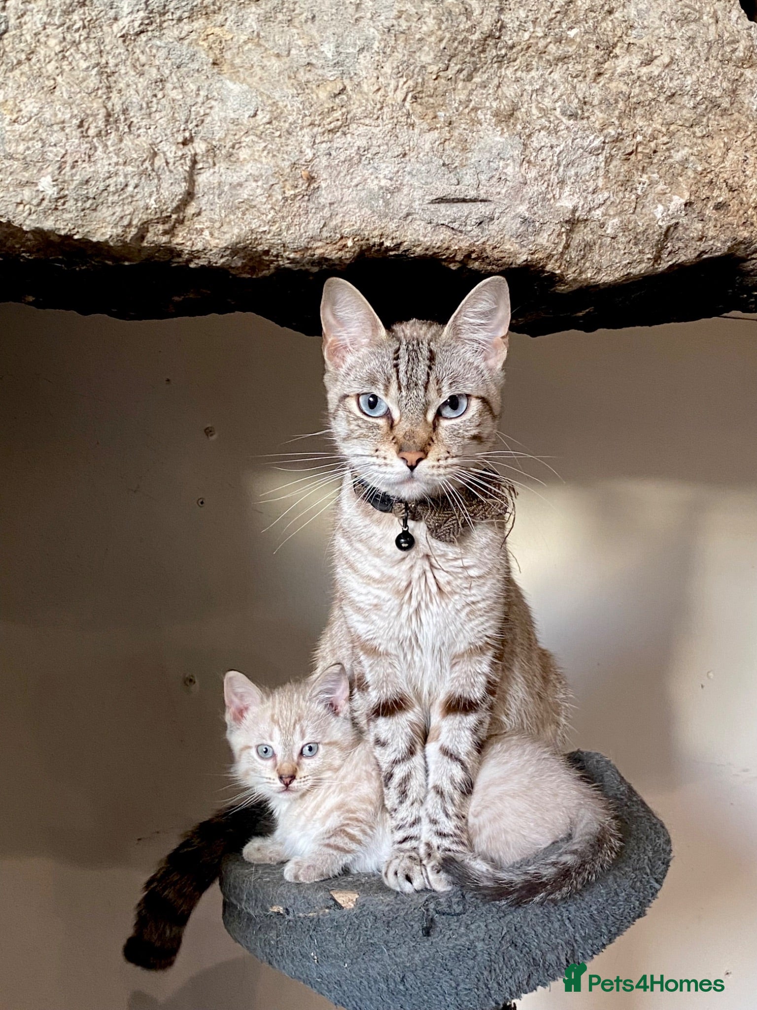 Mixed Breed cats Kittens for sale - Advert 11