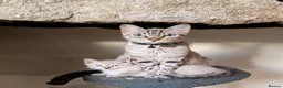 Mixed Breed cats for sale: Kittens for sale in Penzance - Advert 1