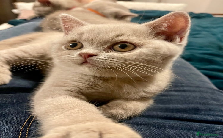 British Shorthair cats - Advert 12