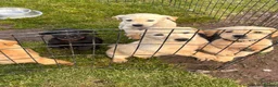 Labrador Retriever dogs for sale: Labrador Puppies - Advert 15