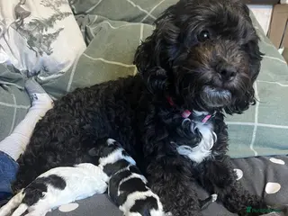 Shihpoo dogs Shihpoo puppies - Advert 2