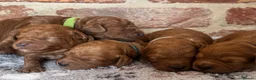 Cavapoo dogs for sale: F1b males 🐾 - Advert 10