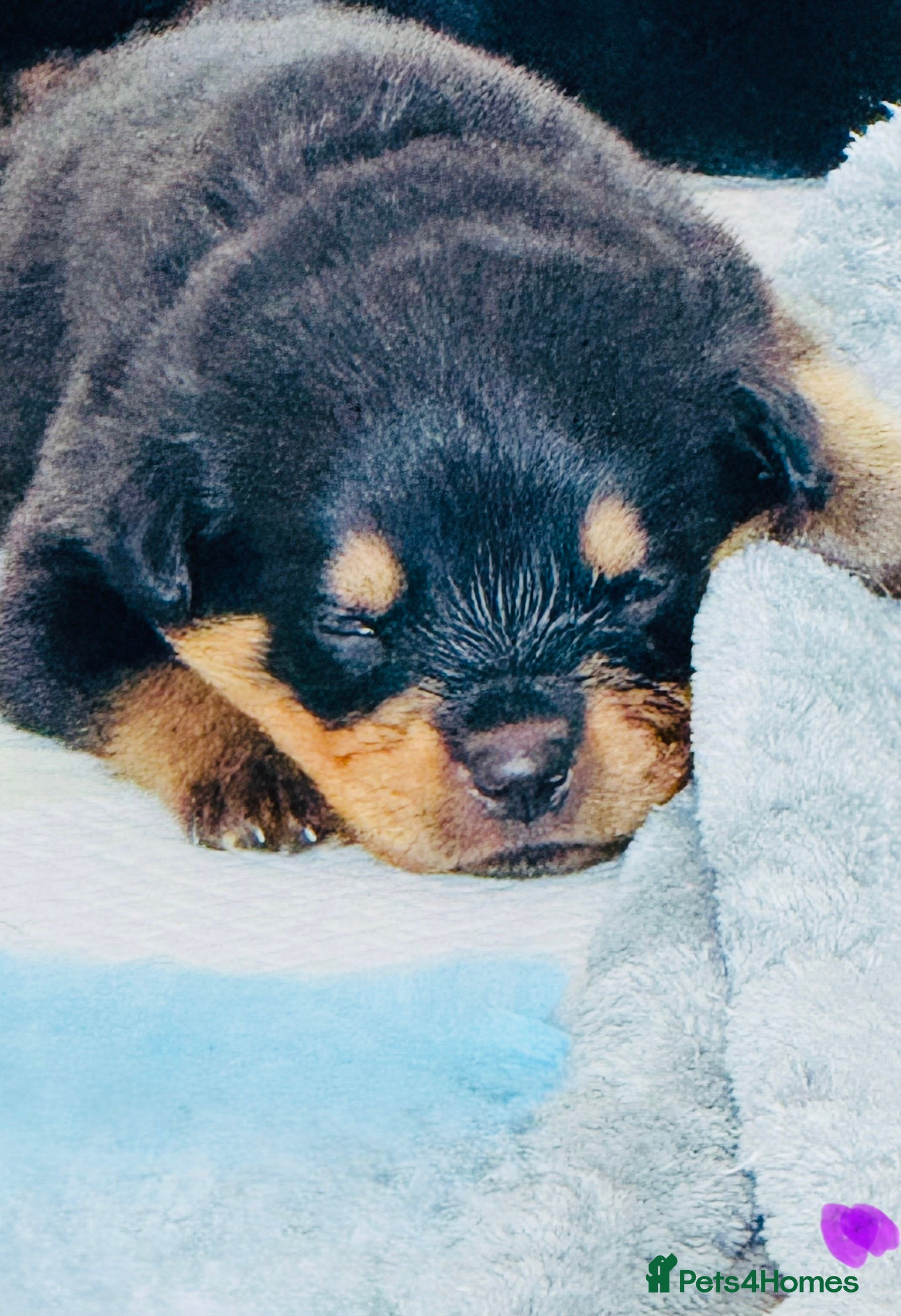 Rottweiler dogs for sale: Pedigree Rottweiler puppies for sale - Advert 35