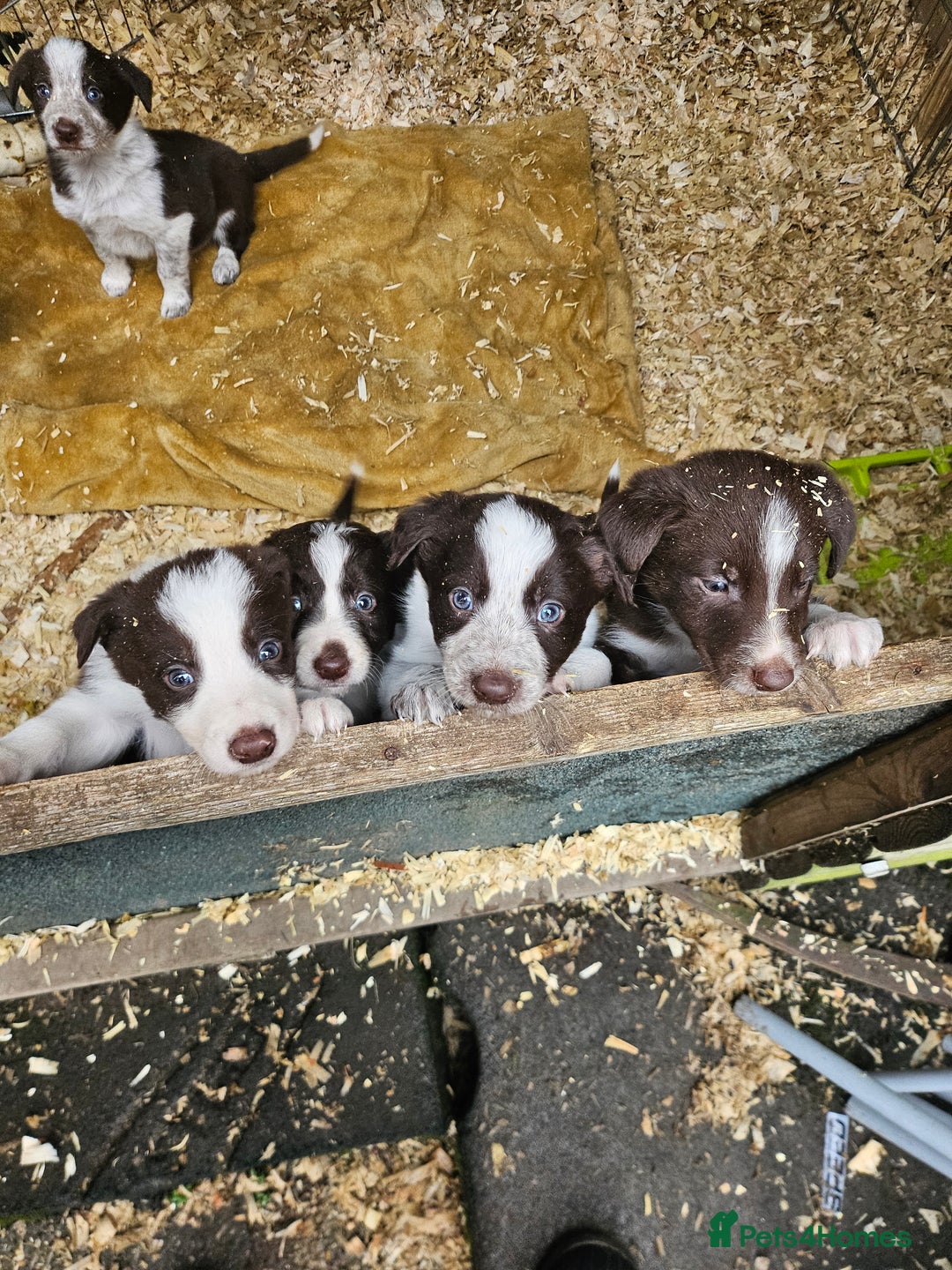 Border Collie dogs for sale: Red border collie pups for sale - Advert 10