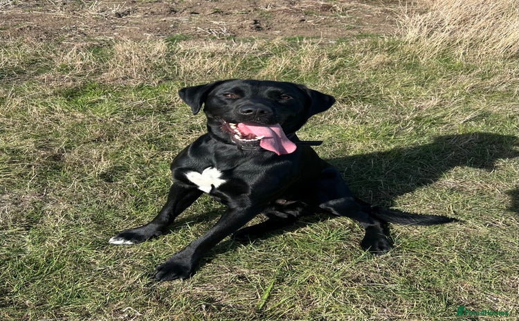 Labrador Retriever dogs - Advert 1