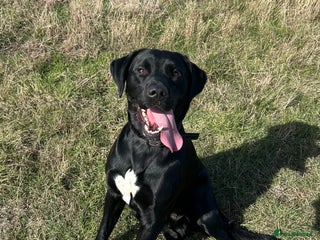 Labrador Retriever dogs - Advert 7