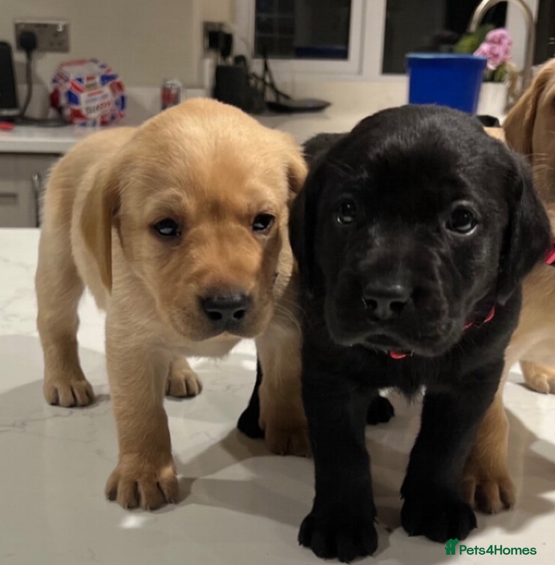 Labrador Retriever dogs for sale: 1 golden/ yellow boy Labrador puppies left - Advert 1