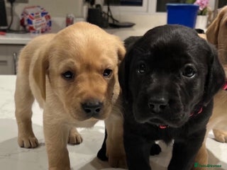 Labrador Retriever dogs 2 boys Labrador puppies left - Advert 10