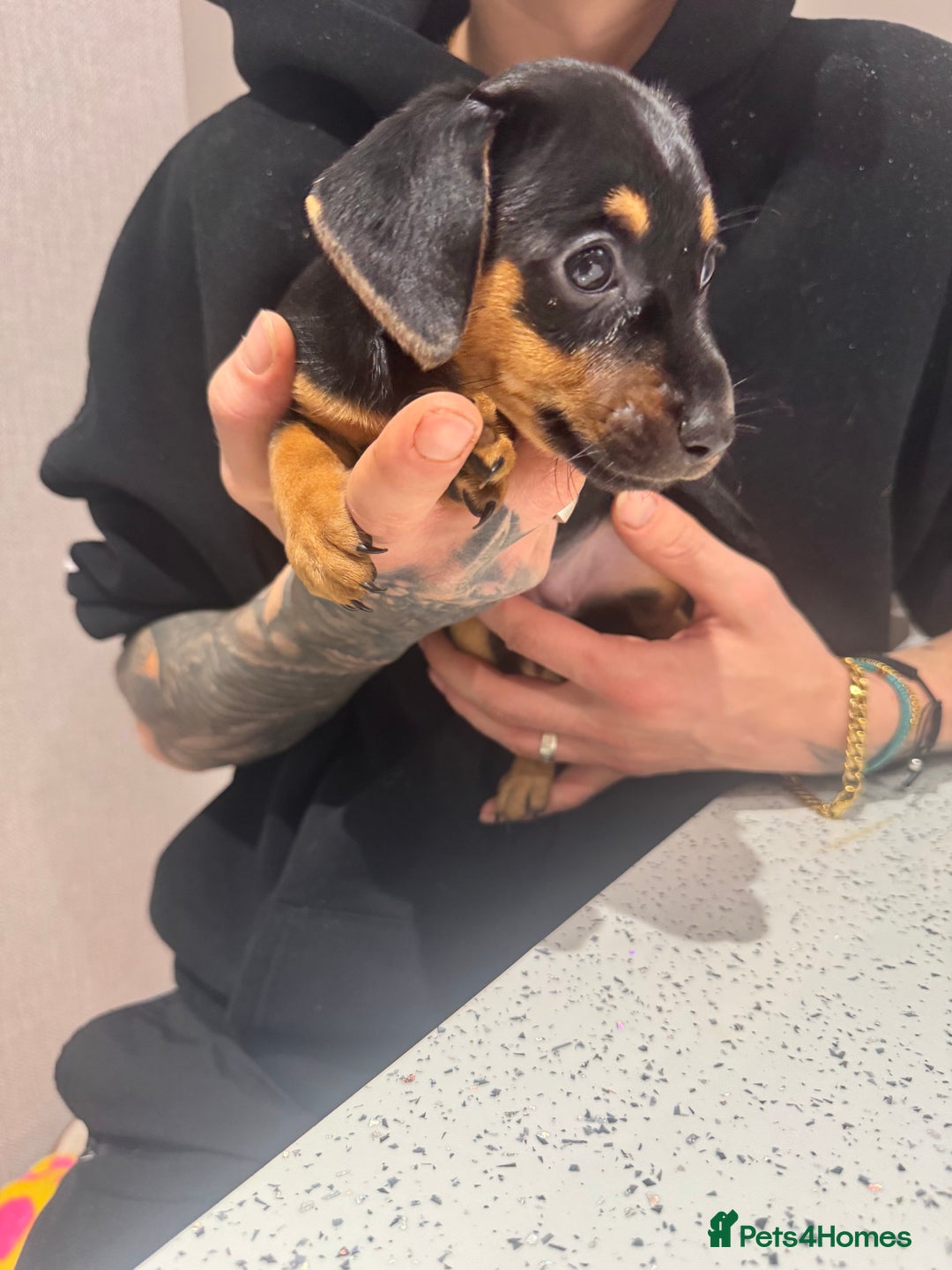 Mixed Breed dogs for sale: Miniature Dachshund's x Jack Russel puppies  - Advert 6
