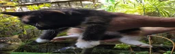 Mixed Breed cats for sale: Beautiful Mixed Breed Kittens - RESERVE  - Advert 12