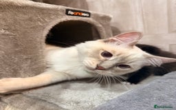 Ragdoll cats for sale: Ragdoll cross Persian kittens - Image 13