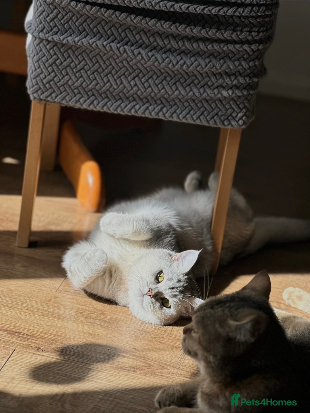 British Shorthair cats for sale: Rare polar-coloured(light silver/blonde)coat - Advert 2