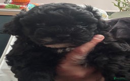 Mixed Breed dogs for sale: Shihpoo puppies  - Advert 10